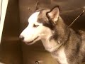 Siberian Husky crying bloody murder before his bath Siberian Husky crying bloody murder before his bath