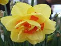 tulips for you mahal.