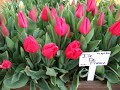 tulips for you mahal.