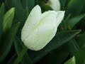 tulips for you mahal.