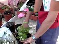 Nosotros, nosotras y las plantas
