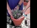 Nosotros, nosotras y las plantas