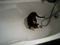 chakma-et-l'eau