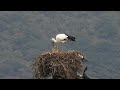 鳴門コウノトリ 2026/10/25 撮影 成長記録 徳島県鳴門市
