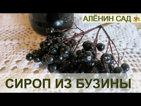 Делаем сироп из БУЗИНЫ черной!!!