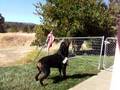 Triggz the talking Rottweiler at it again!