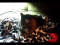 Crandles stealin my blanket