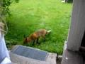 Tam räv Our fox