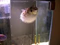 Puffer Fish Puffer Fish