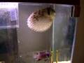 Puffer Fish