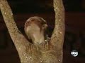 patinaje sobre hielo, Sasha Cohen y Shizuka Arakawa