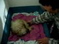 videos de Reyna