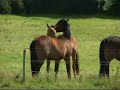 Barnadown Showjumping