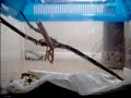 Praying Mantis Hunts Cricket Praying Mantis Hunts Cricket