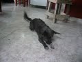Brandy.MOV