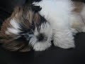 Gizmo the Shih Tzu trying to sleep Gizmo the Shih Tzu trying to sleep
