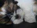 Shih Tzu video