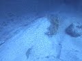 Angel Shark