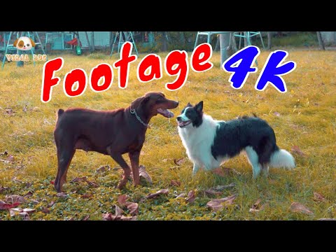 Những Cảnh Quay Đẹp Chất Lượng 4K Viral Dog Tập 2