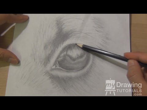 how to draw white fur