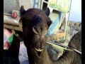 scared kid on a camel lol ��� ����� ���� ��� �����