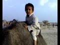 scared kid on a camel lol بزر مسكين راكب جمل وخايف