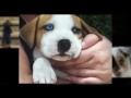Cuddly, Lovable and Cute Puppy Images