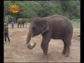PelePhant
