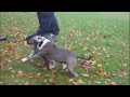 Brooklyn Blue Bullies at werk