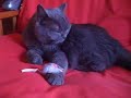 British blue shorthair