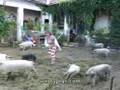 Chasing Mangalitsa Piglets