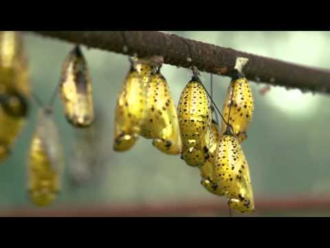 Task Force on Systemic Pesticides