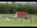 Parker Herding Instinct Test
