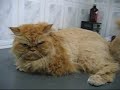 Gato Persa -  Corte verão 2006