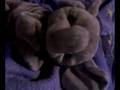 videos de Eles Rückkehr