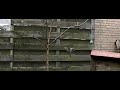 Long-tailed Tit and House Sparrow
