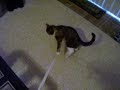 My Kitties2 My Kitties2