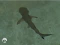 Shedd Aquarium Blacktip Reef Shark Pups