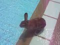 Apple the Athlete
