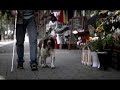KNGF - Elke hond KNGF - Elke hond