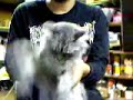 Abraza La Flaca - Kitty Dance