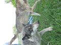 Wolf Park Video Wolf Park Video