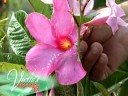 Mandevilla