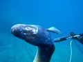 Pescasub Gronghi e murene Pescasub Gronghi e murene