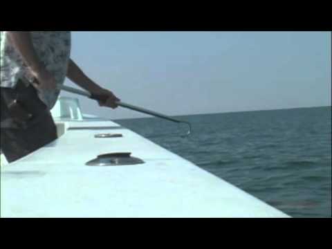 Cobia fishing in Emerald Isle, NC
