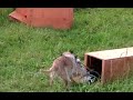 Piper tries Strong Dog Piper tries Strong Dog