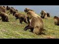 BalazsBuzas_geladas_Simien_NP_20081012b.MP4