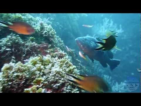 Buceo Azores - Isla Graciosa
