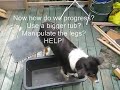 Puppy wash the paws on all fours Puppy wash the paws on all fours