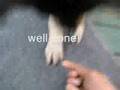 Puppy wash the paws on all fours